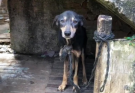 Chained For 7 Years With A Short Rope, He Cried When He Was Bathed For The First Time