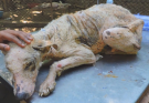 Transformation Of Suffering Emaciated Street Dog Stricken With Mange.